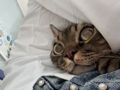 -瑞派福兴宠物医院犬猫全科·骨科·中西医结合(河东店)