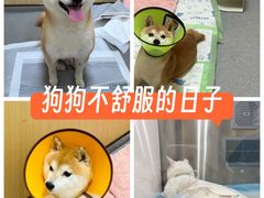 -康成宠物医院24H·CT·核磁共振
