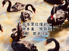 -新疆天山野生动物园