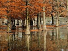 -白鹭湾湿地公园