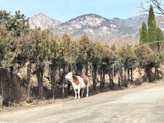 -鲁山国家森林公园