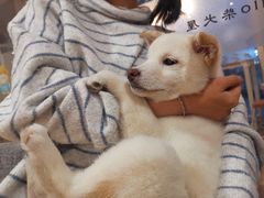 -南京Hallo宠物乐园·哈罗犬舍·柴犬繁育基地