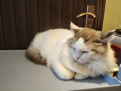 -more than meow吴止猫主题餐厅(承德 中船汇店)