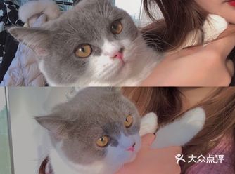 因为没能带自己的猫回家，太想摸摸小猫咪了，淮南的猫咖