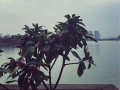 -大耳象东南亚风情餐厅(月湖公园店)