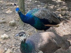 -西霞口神雕山野生动物世界