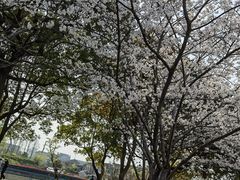 -高东镇樱花园
