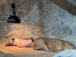 点击看大图 -Zoolung Zoolung动物主题公园(海信广场店)