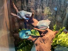 -酷以爬仙阁实体爬宠店·守宫·蜥蜴·专业繁育