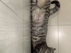 -宠颐生宠物医院·犬猫全科·皮肤科(商业街店)