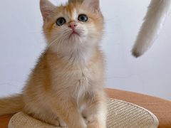 -宠颐生宠物医院·犬猫全科·皮肤科(商业街店)