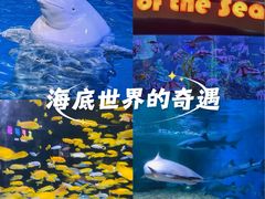 -海合安成都极地海洋公园