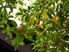 -范蠡湖公园