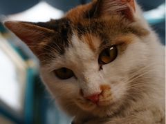 iphone_upload_pic-Sirena海妖日咖夜酒