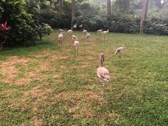 -广州长隆飞鸟乐园