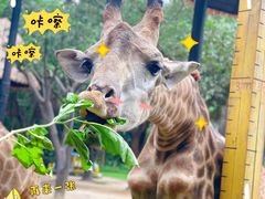 -广州长隆野生动物世界