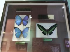 -上海昆虫博物馆