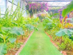 -呀路古热带植物园