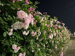 -南京眼步行桥