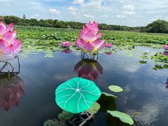 -荷塘月色湿地公园·向阳花洲