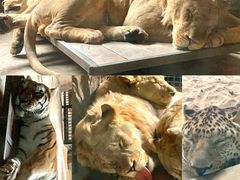 -鄂尔多斯野生动物园