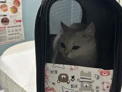 -纳吉亚猫专科动物医院·北北分院