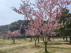 -苏州上方山国家森林公园
