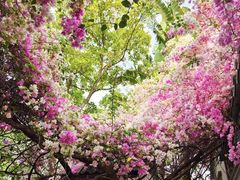 -深圳国际园林花卉博览园