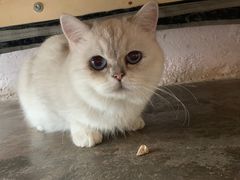 -喵屿·大理花园猫咖