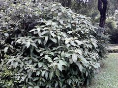 -人民公园(罗湖区)