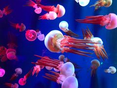 -成都浩海立方海洋公园