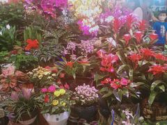 -大自然花鸟鱼虫市场