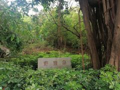 -野狸岛