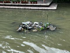 -九龙公园