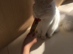 -飞行喵MR PILOT|猫舍·猫咖(静安大融城店)