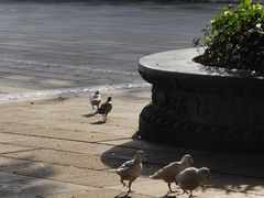 -深圳仙湖植物园