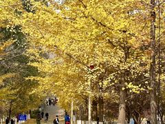 -长白岛森林公园