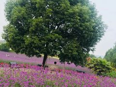 -紫颐香薰山谷景区