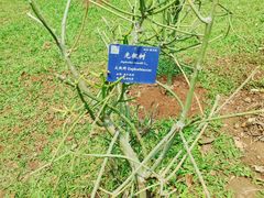 -中国科学院西双版纳热带植物园