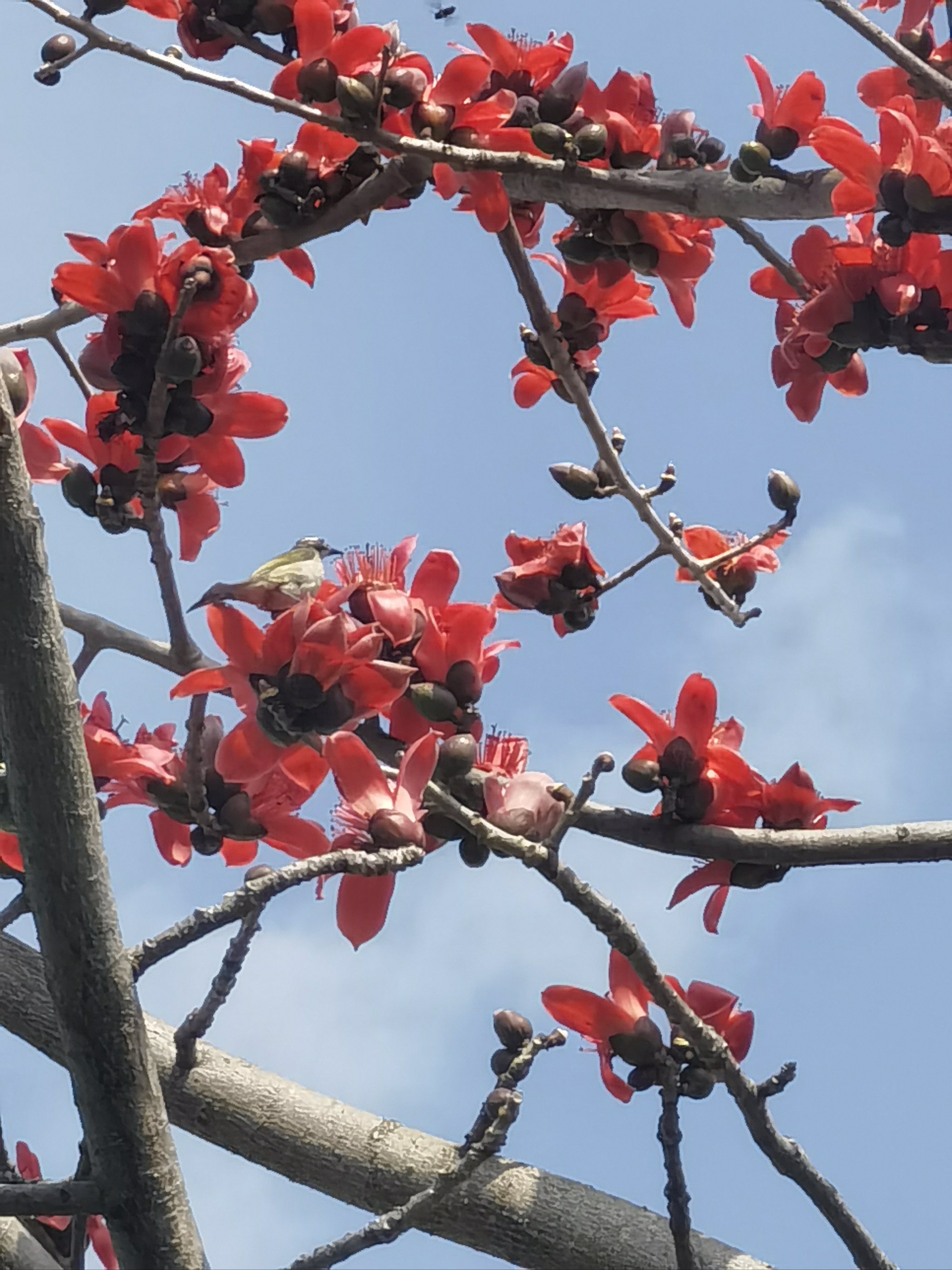 木棉花 手机壁纸图片