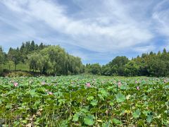 -贡湖湾湿地公园