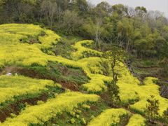 -桑洲油菜花景区
