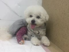 -伟伟宠物医院·CT影像中心·瑞派犬猫综合性门诊(汉口总院)