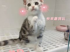 -lincat·猫舍(广州店)