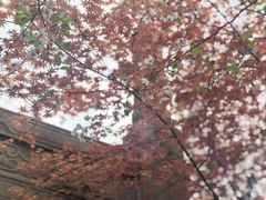 -雨花胜境