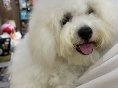 -BABIT巴比特宠物(MOMOPARK店)