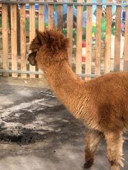 -萌宠亲子动物乐园(槐房万达店)