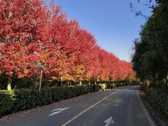 -南京枫彩漫城