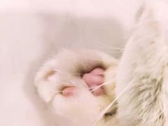 -飞行喵MR PILOT|猫舍·猫咖(静安大融城店)