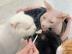 -喵园·猫主题咖啡厅·撸猫·猫咖(国贸店)